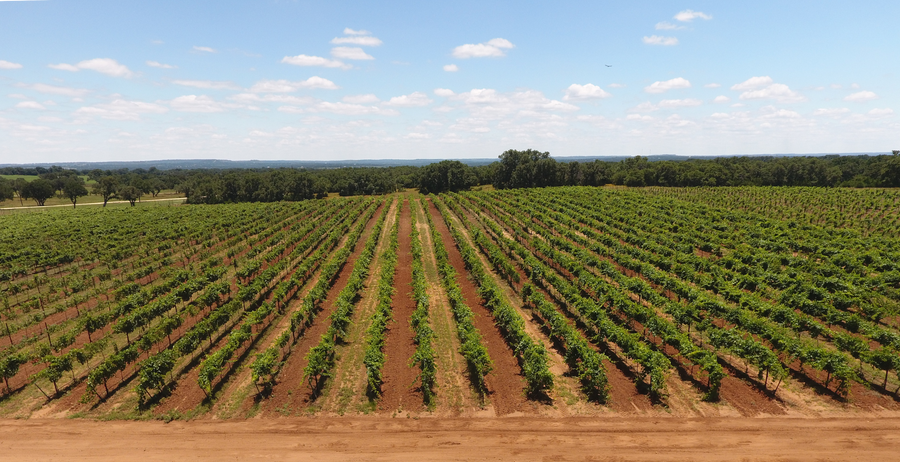 Vineyard Rows
