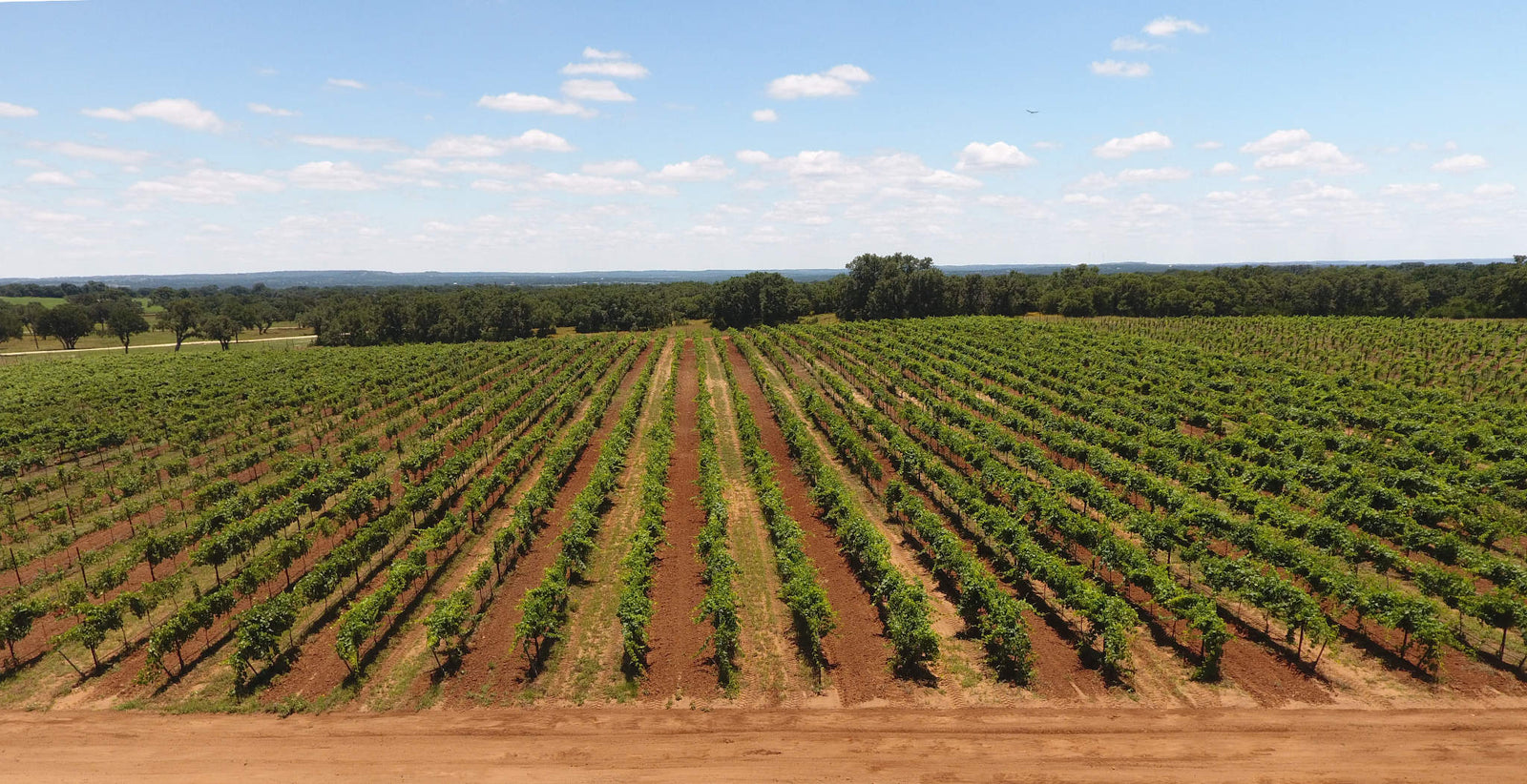 Sandy Road Vineyard